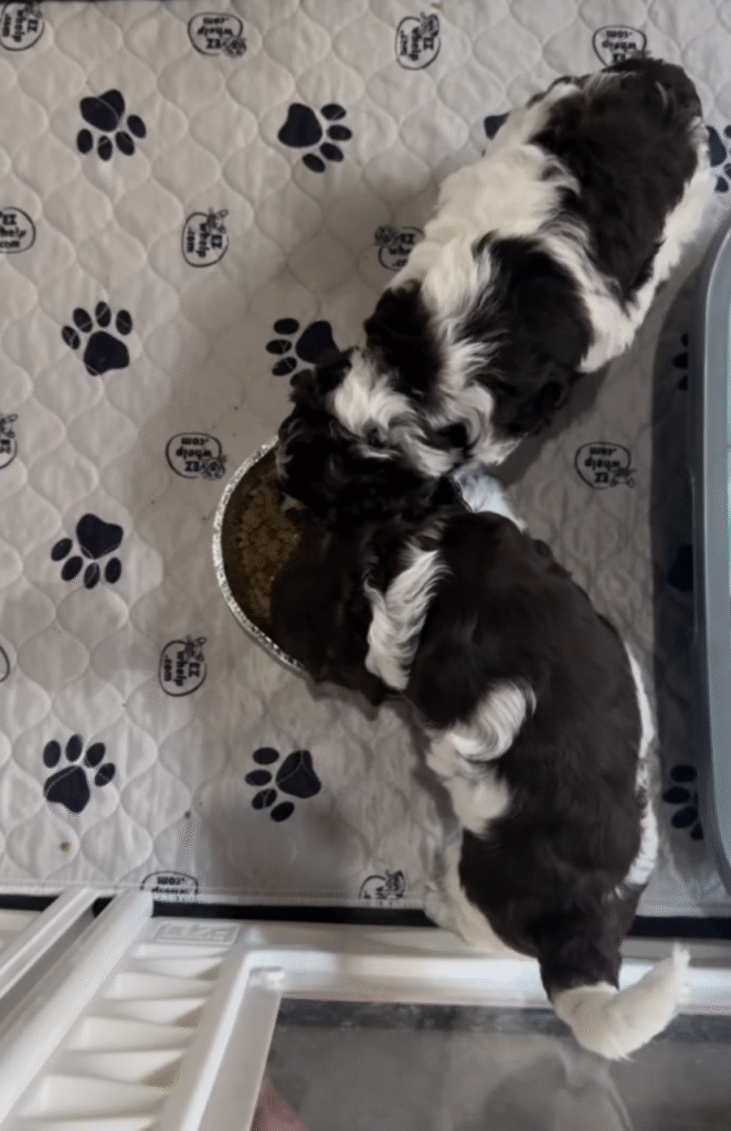 Screenshot 2025-09-17 at 11.30.38 PM