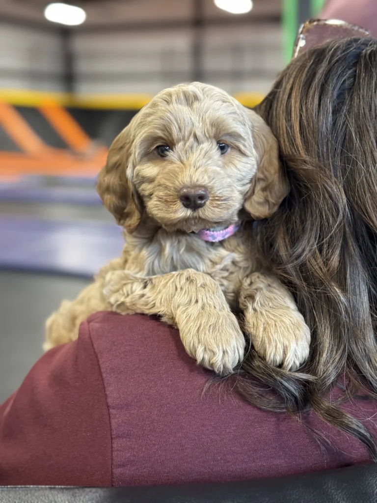 swva+australian+labradoodles (1)