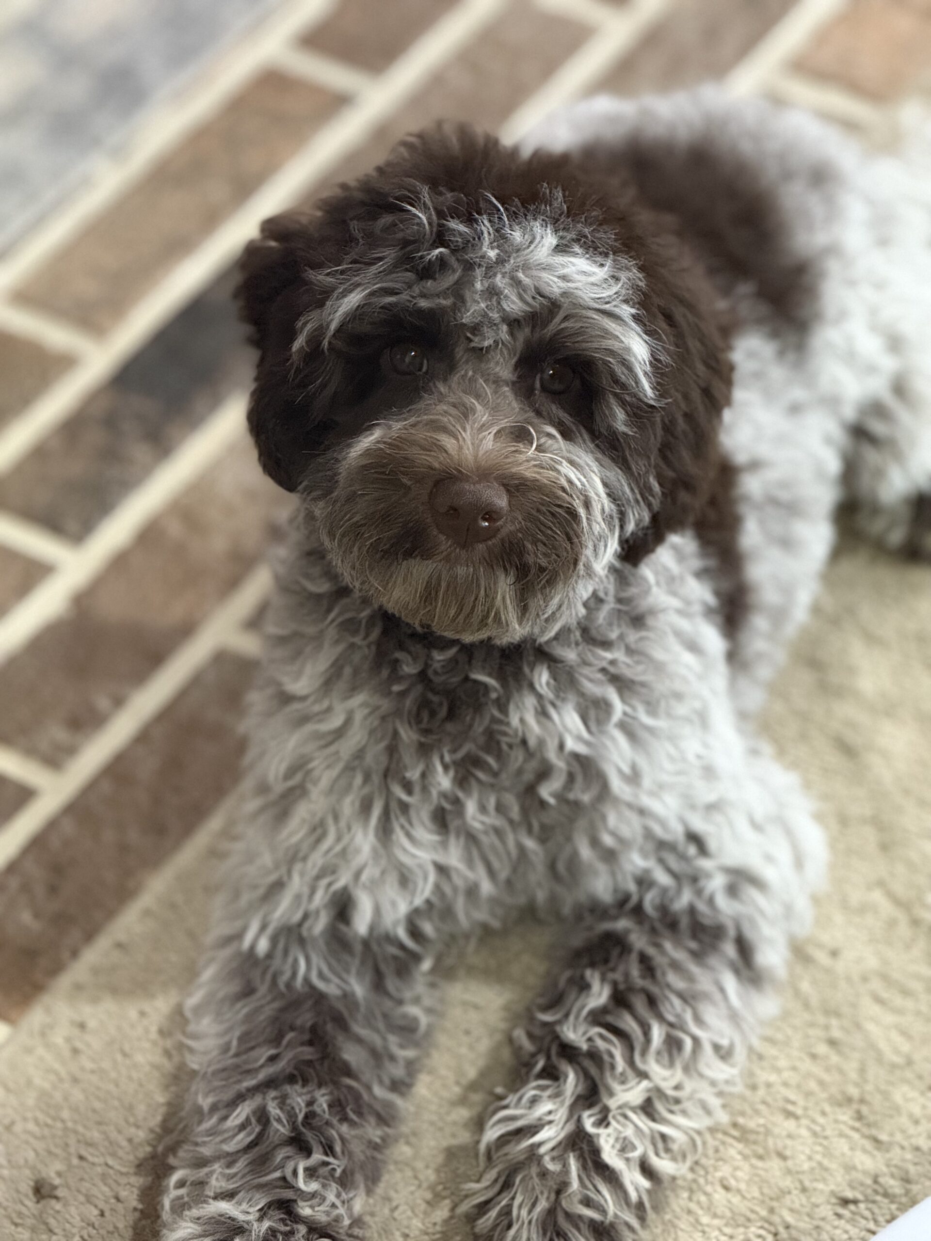 australian labradoodle on brick floor and carpet