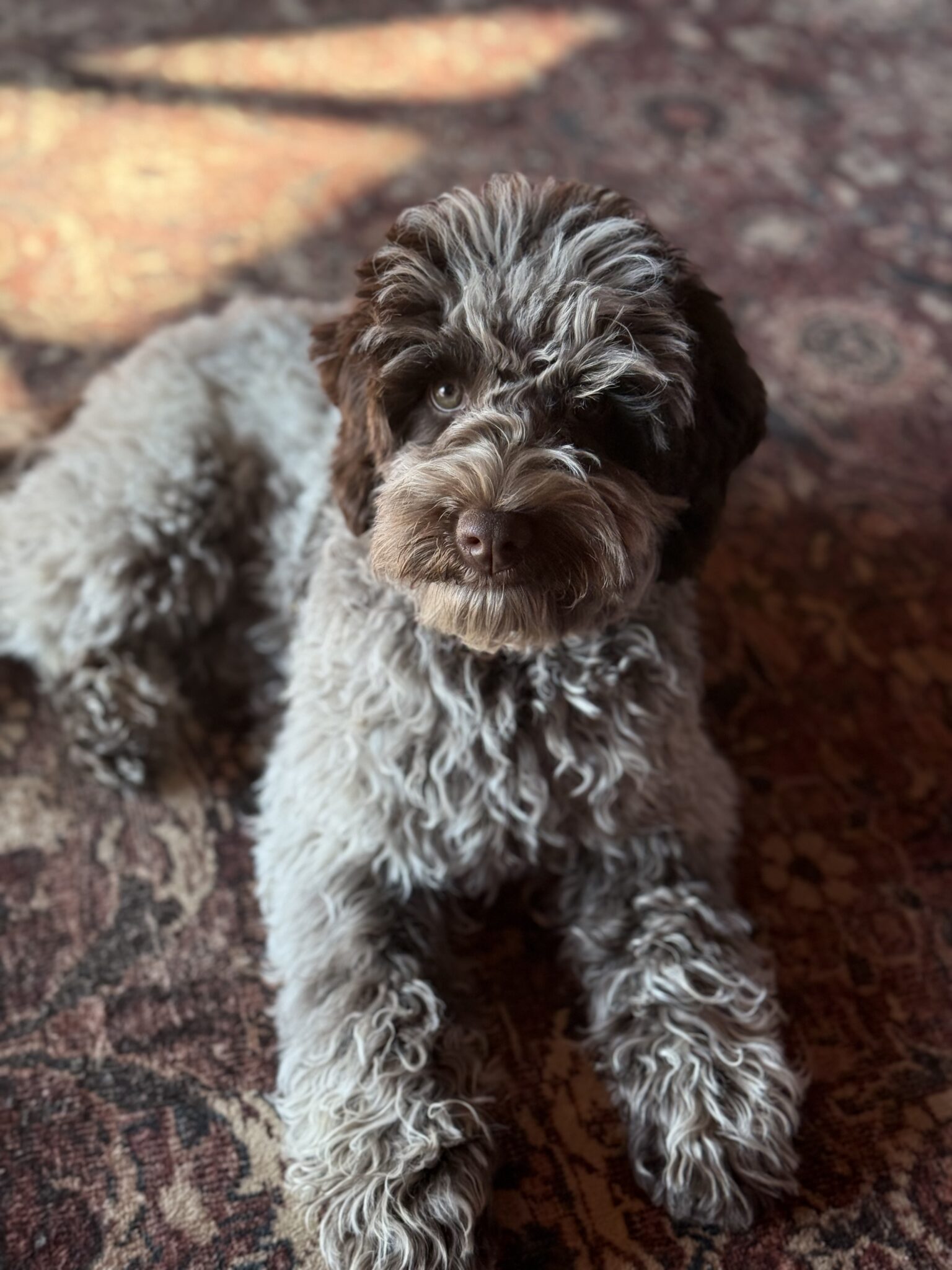 australian labradoodle sitting on rug